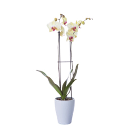 Twin Stem Orchid in Ceramic