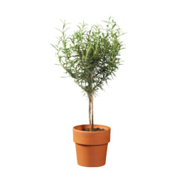 Italian Herb Tree in Terracotta Pot