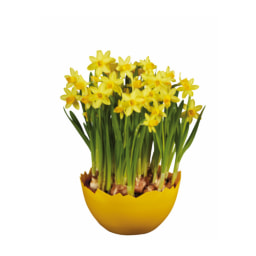 Daffodils in Egg Planter