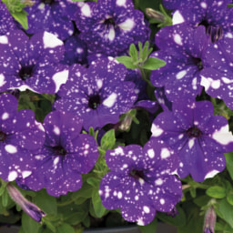 Petunia & Argranthemum 1L