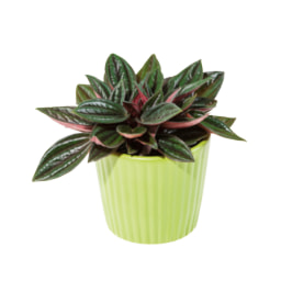 Mini Succulent in Ceramic