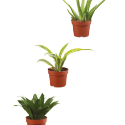 Easy Care Plant 12cm