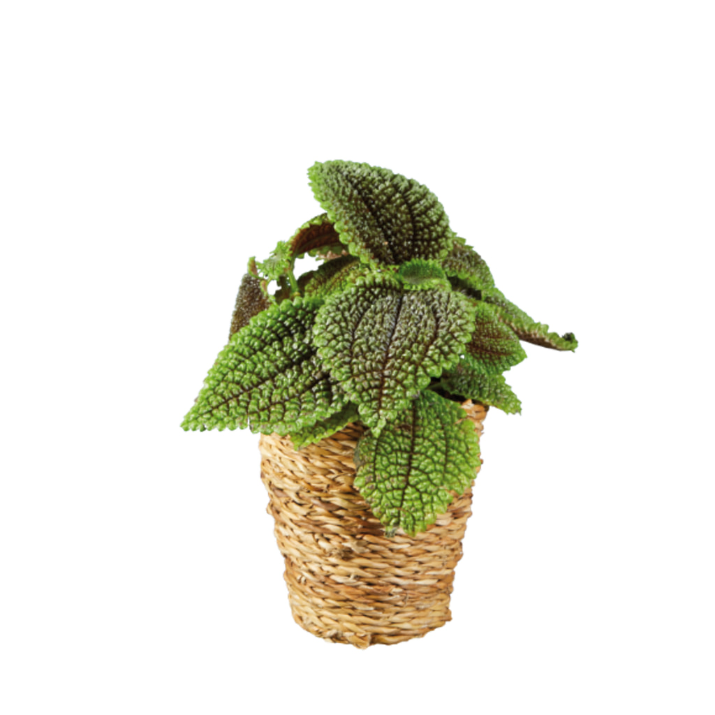 DUMMYMARKE - Green Plants in Woven Pot