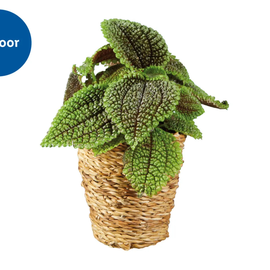 Plant in Woven Pot