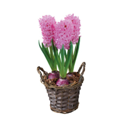 Hyacinth in Basket