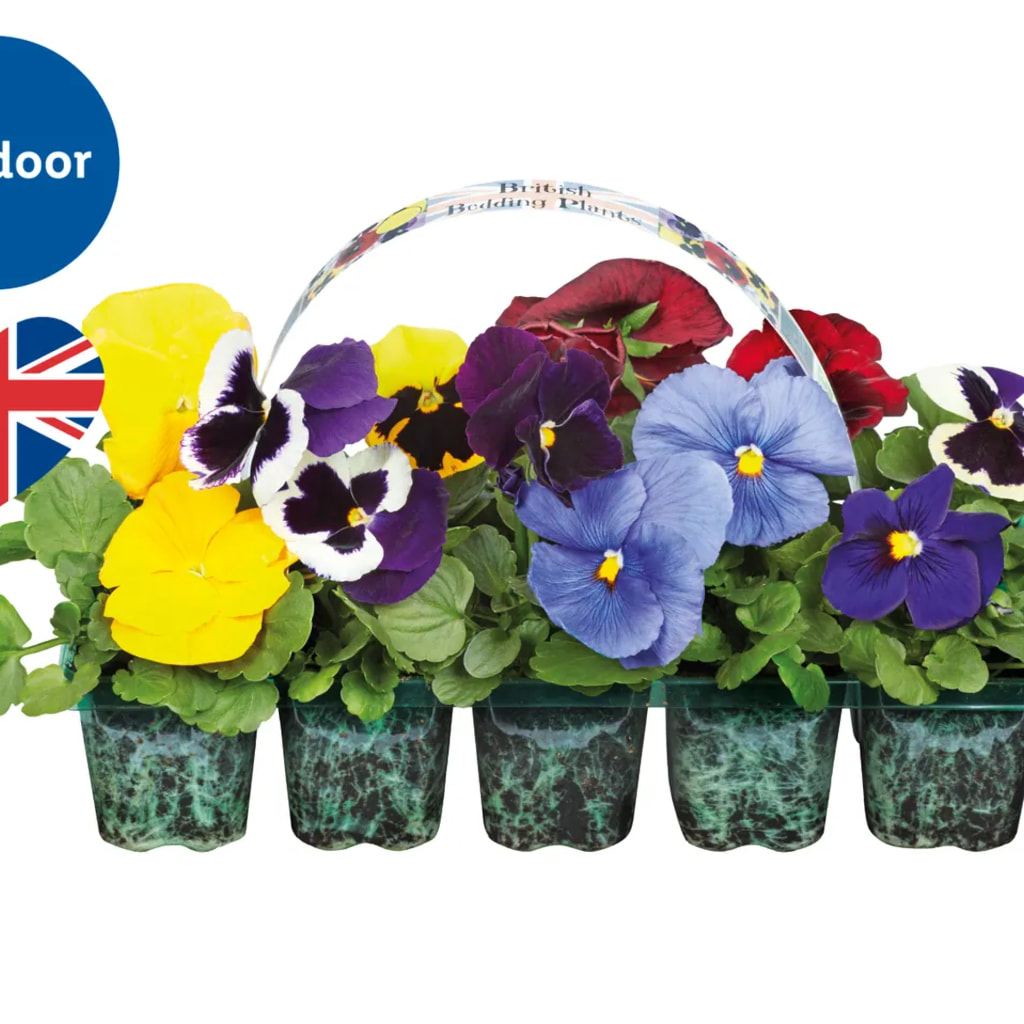 British Bedding Plants