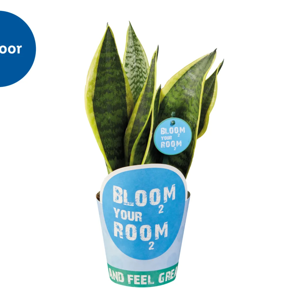 Bloom your Room' Plant