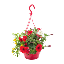 Colourful Hanging Baskets